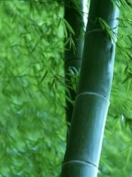 Bamboo Leaf Antioxidant