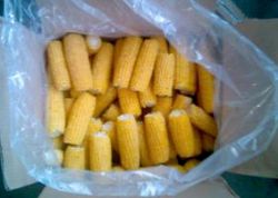 Supply Sweet Corn Cut