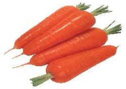 Carrot,fresh Carrot