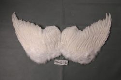 Feather Wing