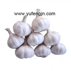 Sell Fresh Garlic