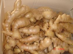 Fresh Ginger And Air-dried Ginger