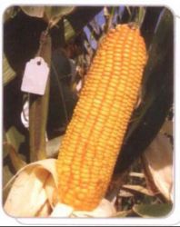 Corn (lz02)
