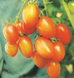 Cherry Tomato(xiufen)