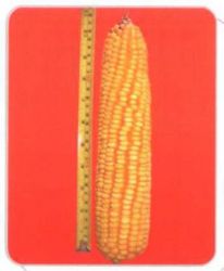 Corn (lz05)