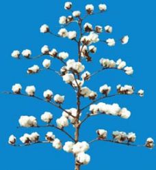 Cotton (lmy20)