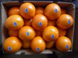 Navel Orange 