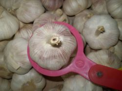 Fresh Red Garlic 2013 Jinxiang Crop - Hot Sale