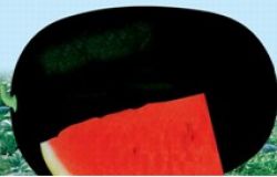 Watermelon (black Fair)