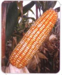 Corn (lz04)