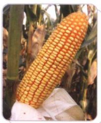 Corn (lz06)