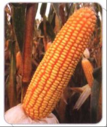 Corn (lz08)
