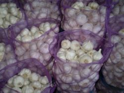 Fresh Pure White Garlic  - Oem Supplier From China