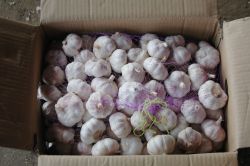 Normal White Garlic 10kg