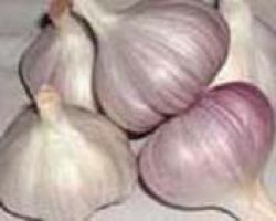 Red Garlic ,purple Galic