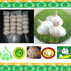 Chinese Fresh Garlic -all Kinds Packages
