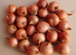 Surper Quality Fresh Onion