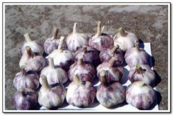 Red Garlic ,purple Galic
