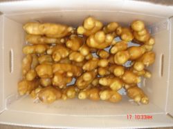 Supply Fresh Ginger Can Export To Usa Market 