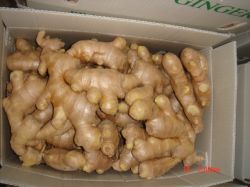 Air-dried Ginger Export To Europe Market