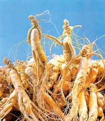 American Ginseng Root P.e  