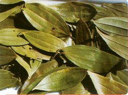 Bay Leaf, Oregano,posemary,olive