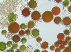 Astaxanthin - Microalga Haematococcus Pluvialis Ex