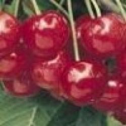 Chaste Berry Extract 
