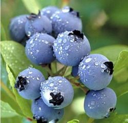 European Bilberry Extract: