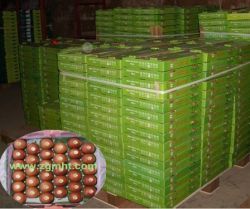 Supplying Green Kiwi