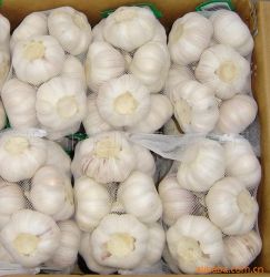 Fresh Garlic,garlic Products