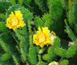 Cactus Extract From Chinese Professional Factory