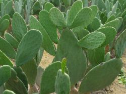 Cactus Extract From Chinese Professional Factory
