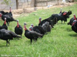 Henan Agricultural Means Of Poultry Farming Cooperatives