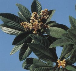 Ursolic Acid,loquat Leaf Extract
