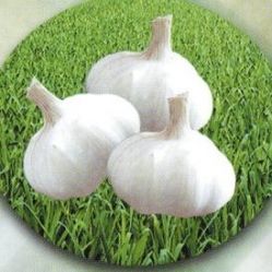 Chinese Fresh White Garlic (good For Health)