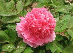 Heze Peony Lotus Horticulture Co., Ltd