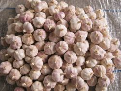 Chinese Fresh Red Garlic 2013 Crop-low Price!!!