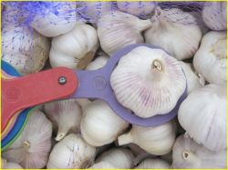 Chinese Fresh Organic Garlic 2013