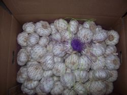 Offer  New  Garlic  (skype:wzm103)