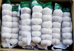 Supply 6.5cm  Good  Quality  Garlic 