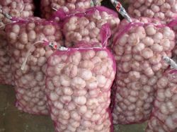 Supply 2012  New  Garlic 
