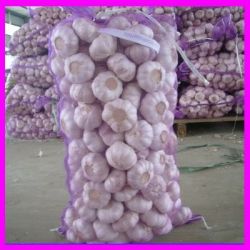 Offer 2012  New  Garlic  