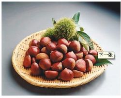 Fresh Chestnut 2012 New